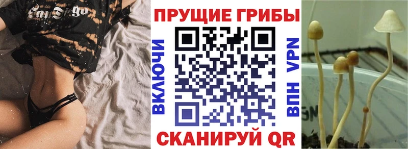 Псилоцибиновые грибы Cubensis Инта